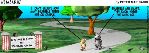 Smart Squirrels
