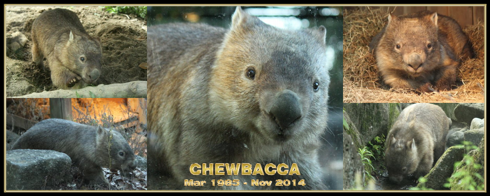 Chewbacca Memorial